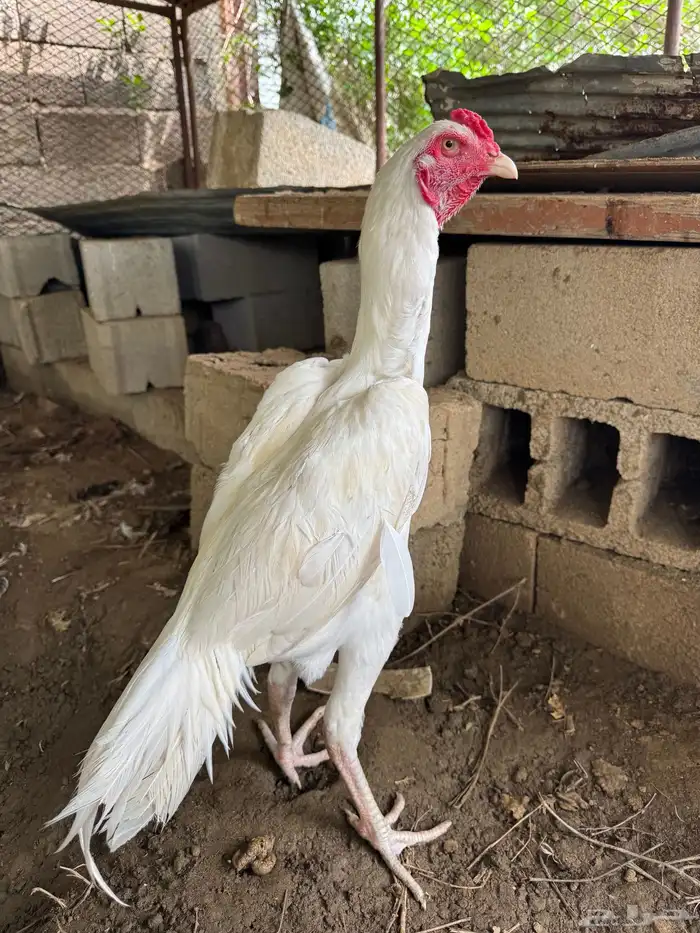زوج سنود 1