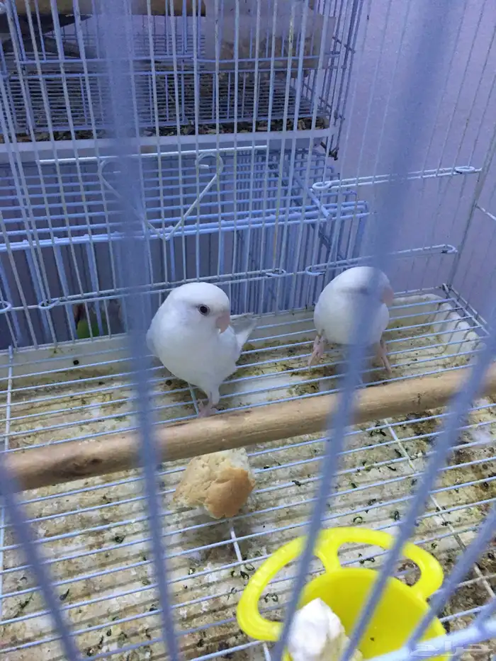 جوز روز البينو عيون حمر 7