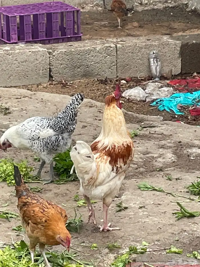 دجاج 1