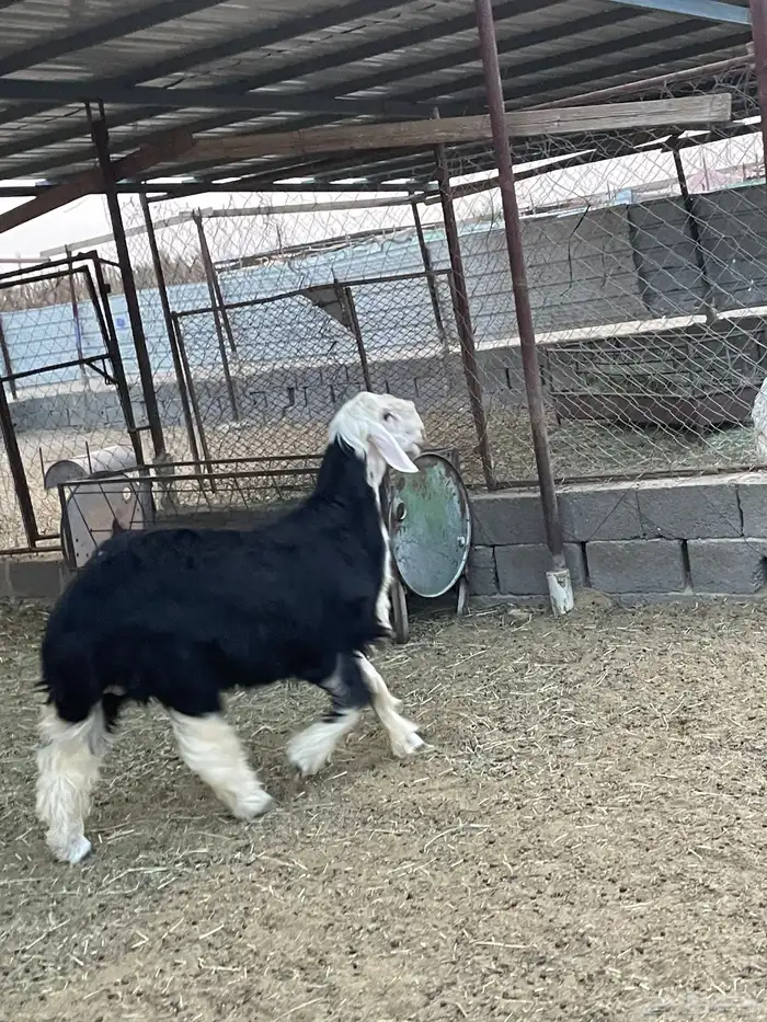 طلي جذع عمره سبع شهور صنف 3