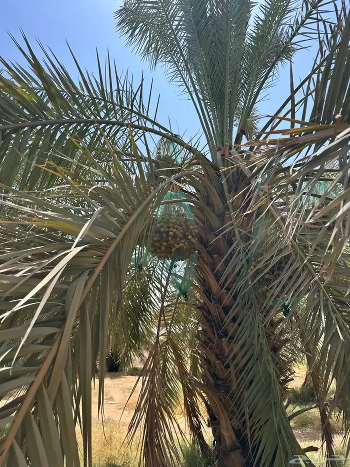للبيع نخل مثمر 5