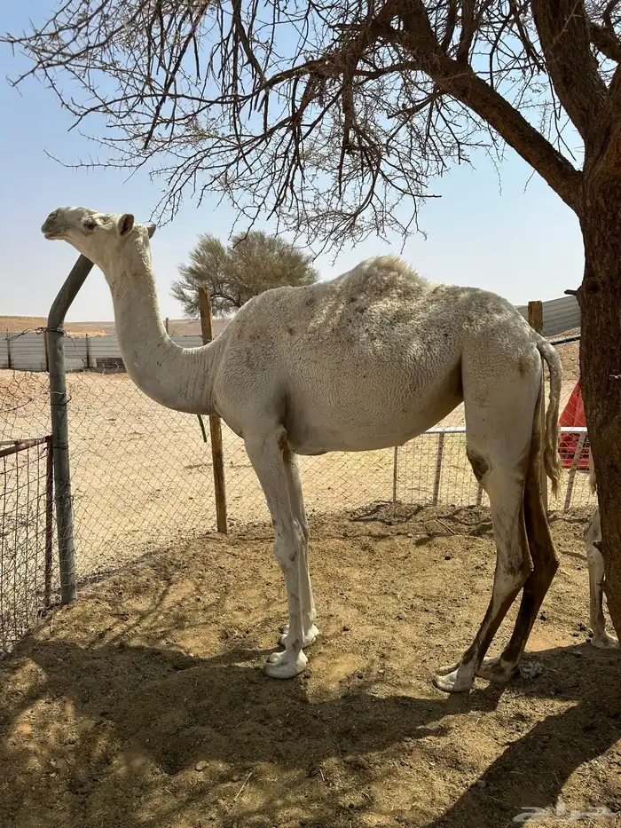 للبيع حقه قصب 0