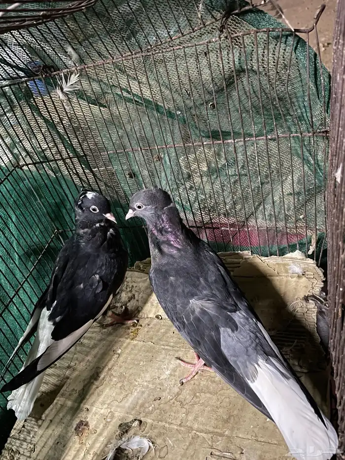 طبات حمام بكستاني طبات قطايف طبات حمام بكستنائي طبه تركي 4
