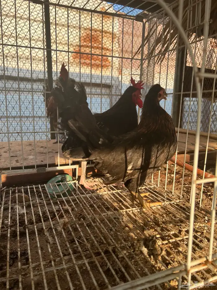 دجاج حباحب 0