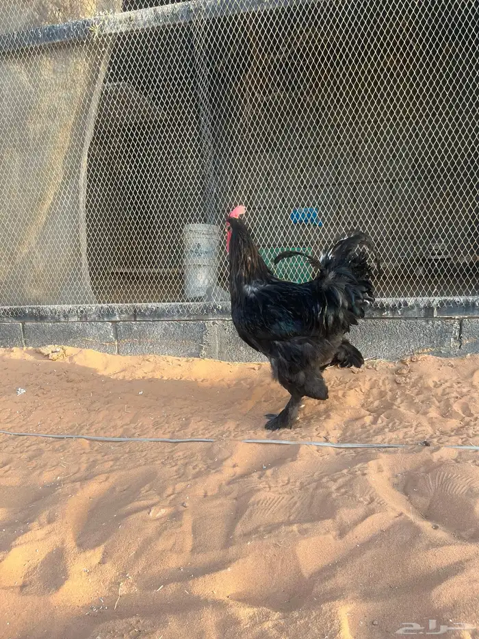 دجاج براهمه 5