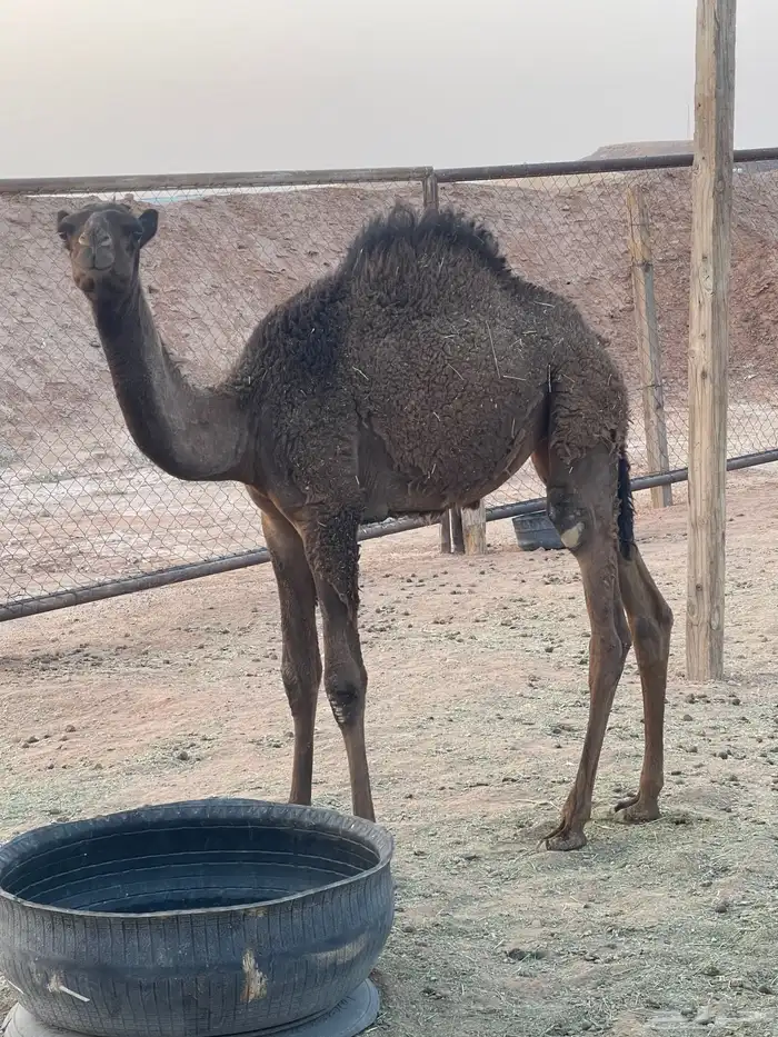 بكره للبيع 1