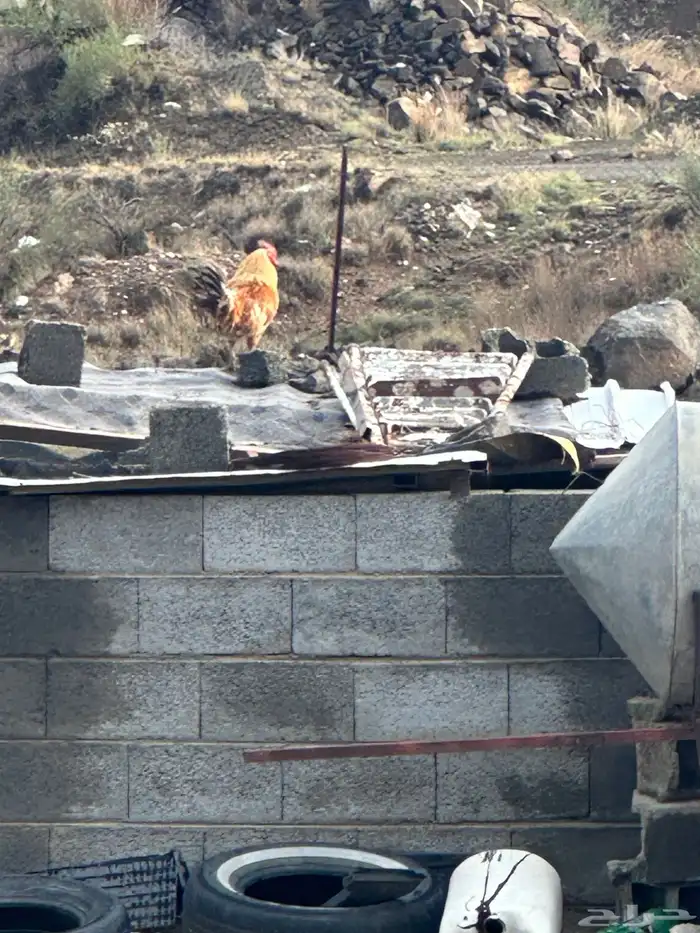 دجاج وديك للبيع 0