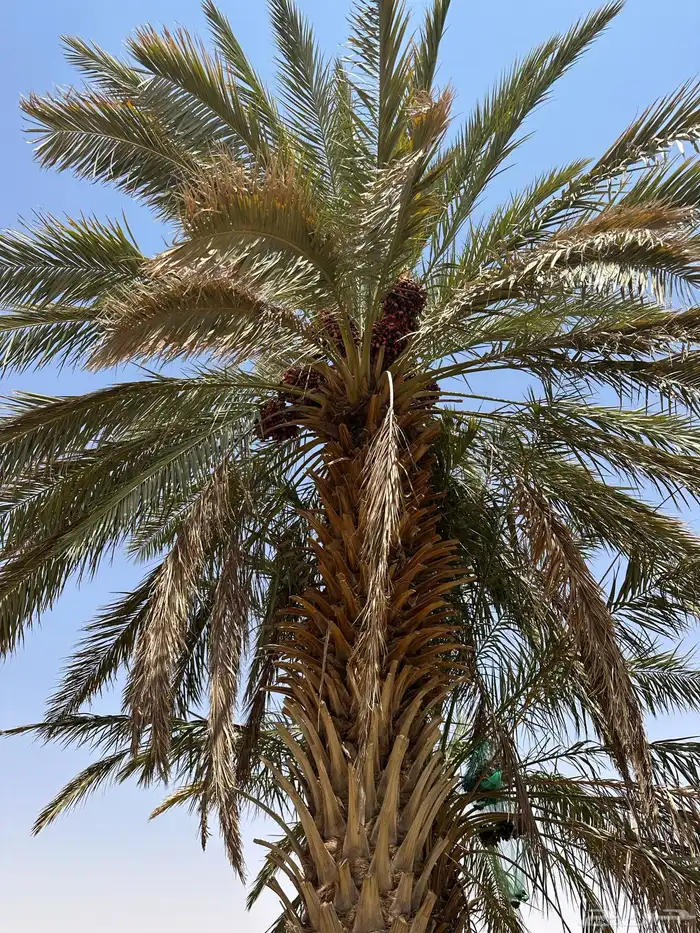 للبيع نخل مثمر 1