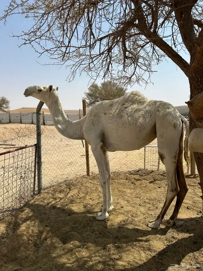 للبيع حقه قصب 1