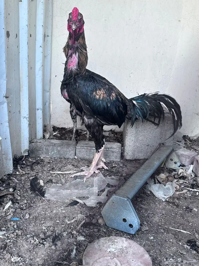 ديك للبيع 2