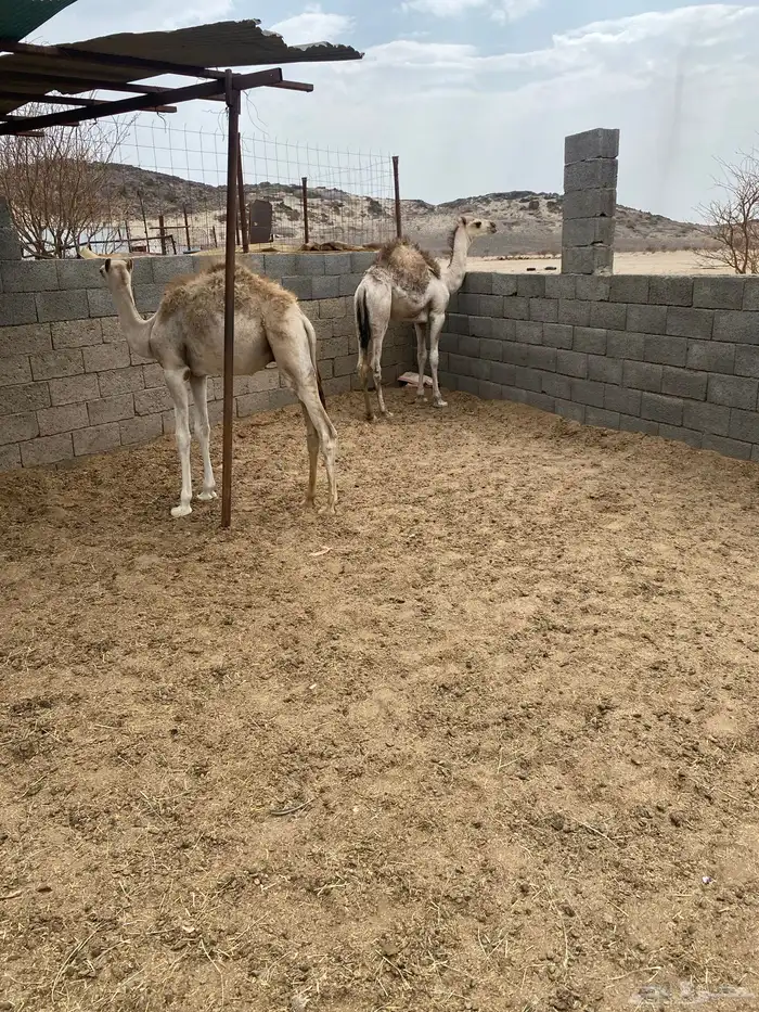 حشوان للبيع 1