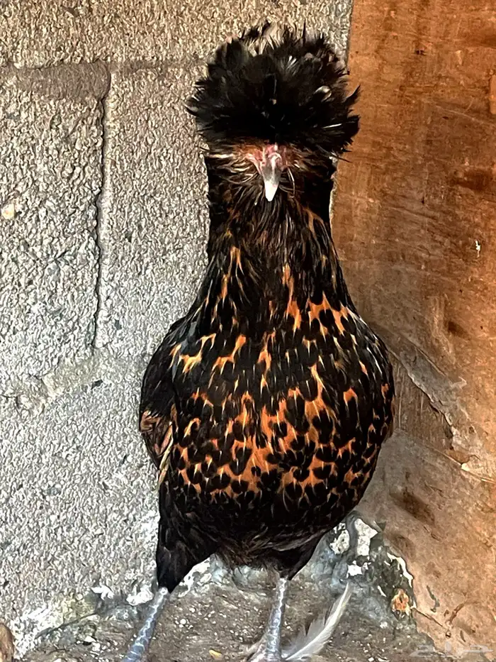 دجاج بولش منتج 2