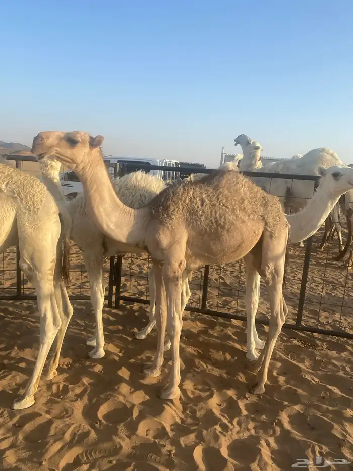 قعدان قصب طيبه على حليب أمهاتها 2