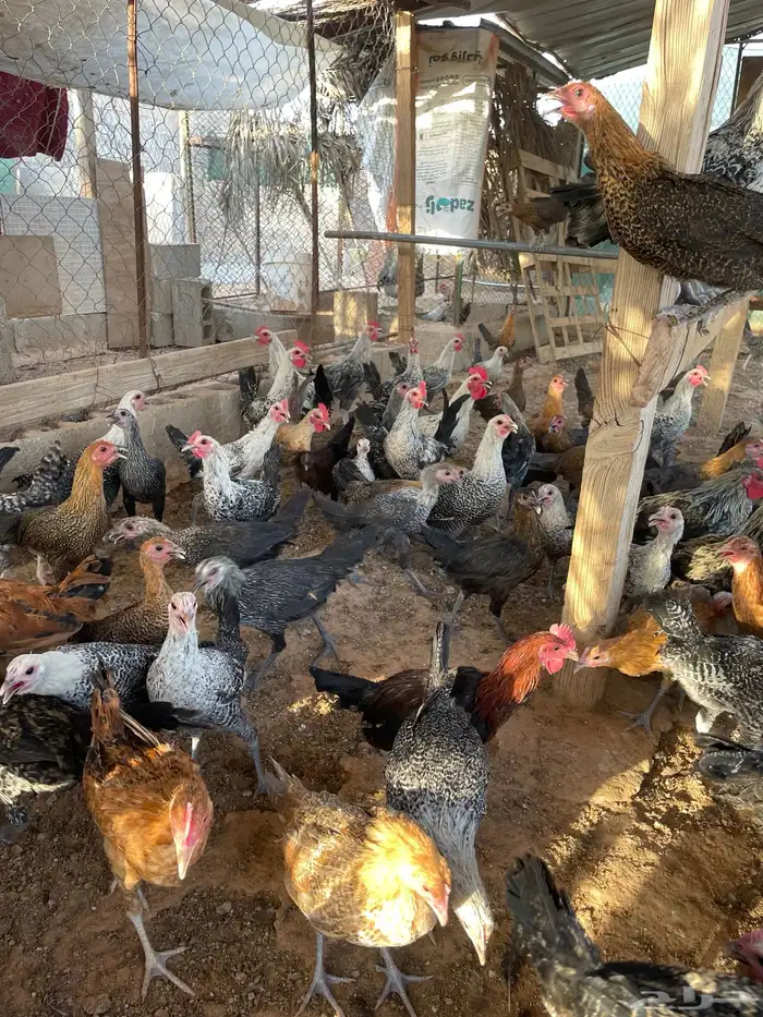 صوص و بشاير دجاج بلدي وفيومي العمر اربع شهور وزيادة 3