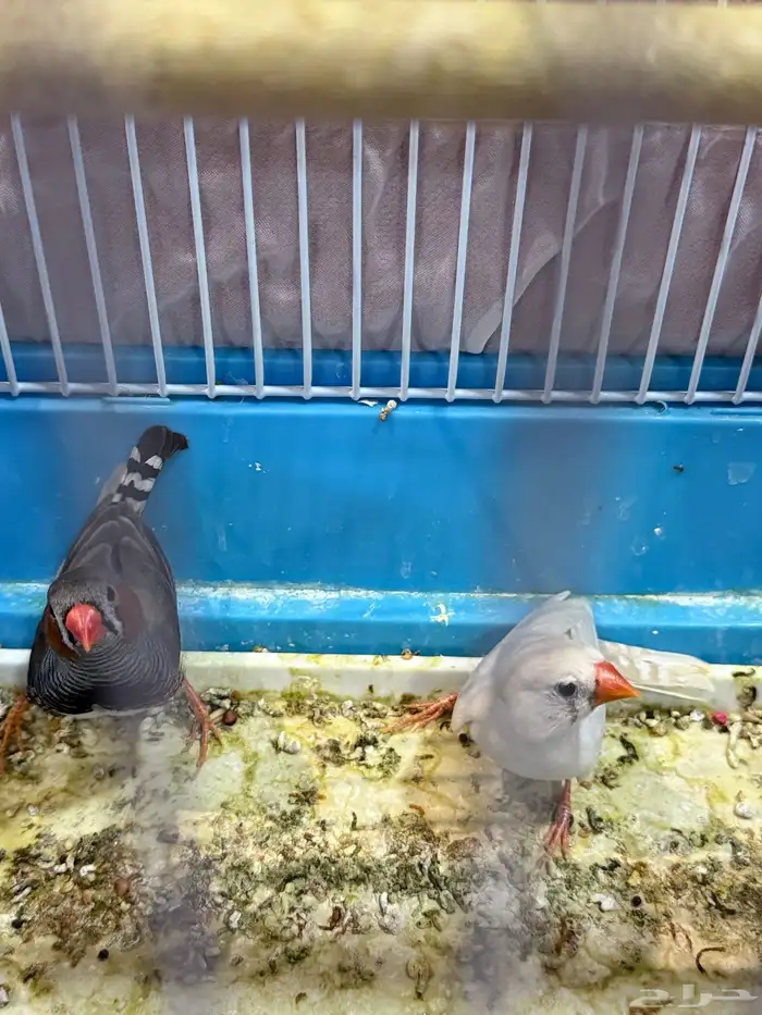جوز زيبرا 4