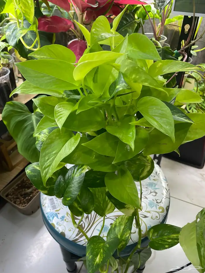 نباتات طبيعية 5
