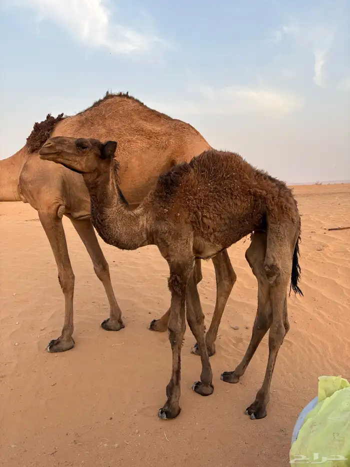 قعود عمره خمس شهور 0