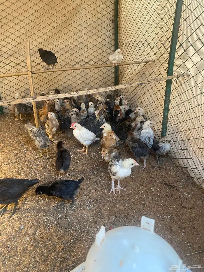 صوص مشكل فيومي وبلدي 4