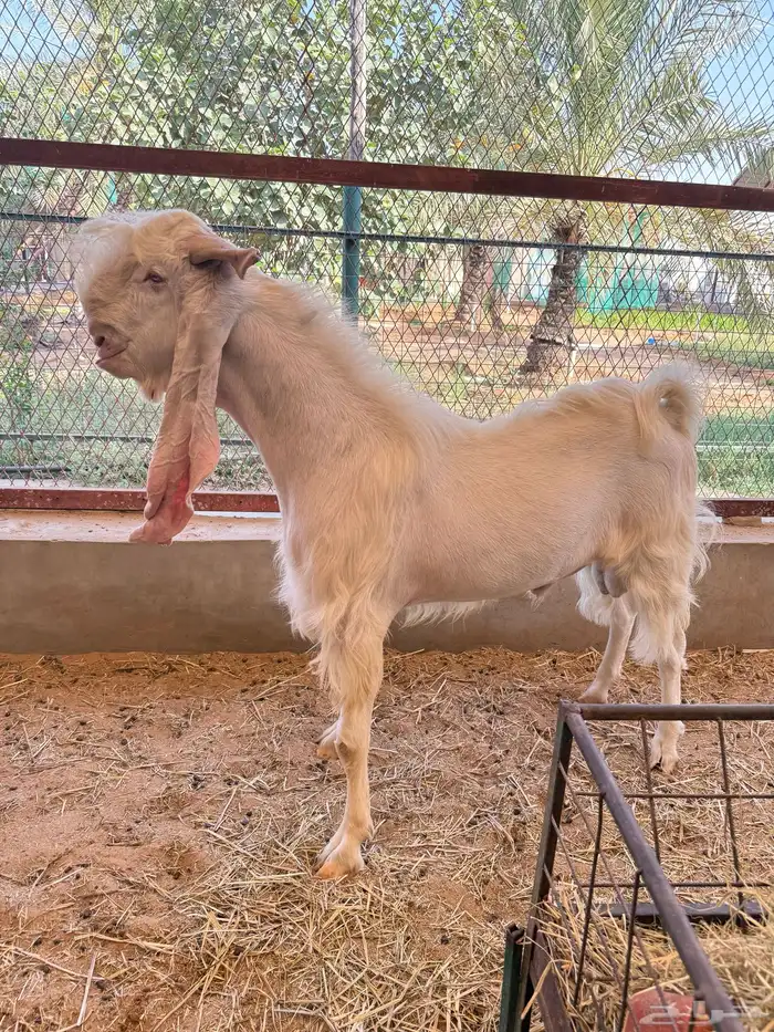 للبيع تيس فحل أبرص مطور صنف 0