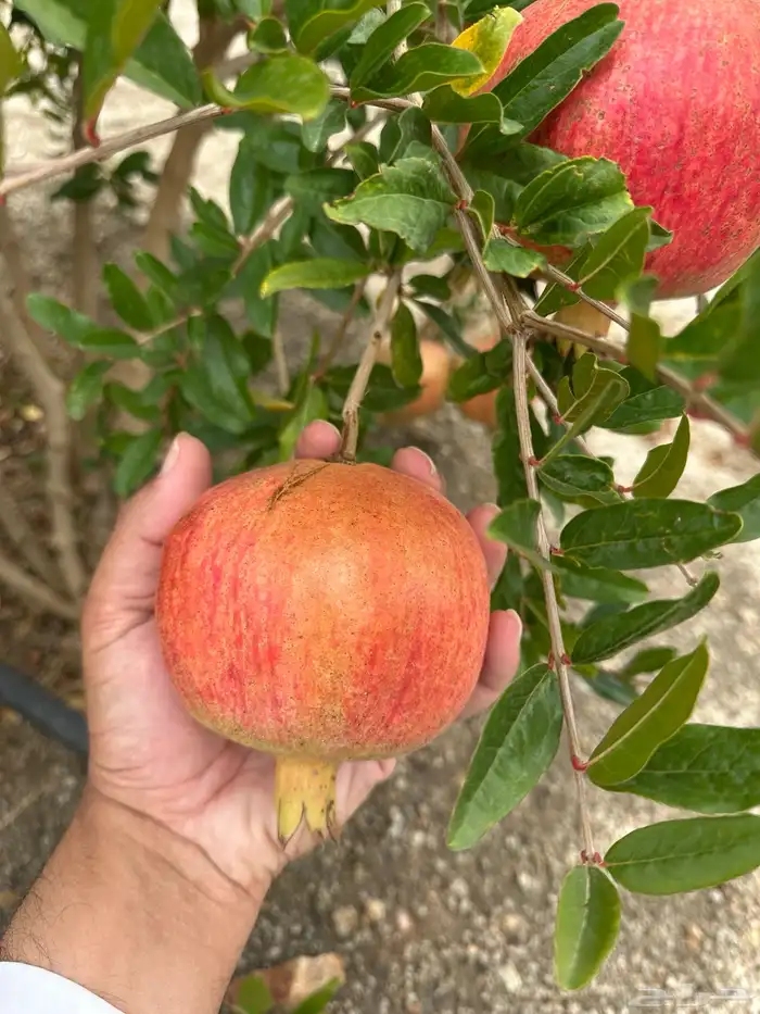 للبيع انتاج مزرعة رمان ( جوف ال معمر ) 0