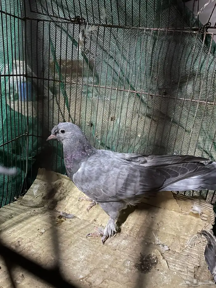 طبات حمام بكستاني طبات قطايف طبات حمام بكستنائي طبه تركي 0