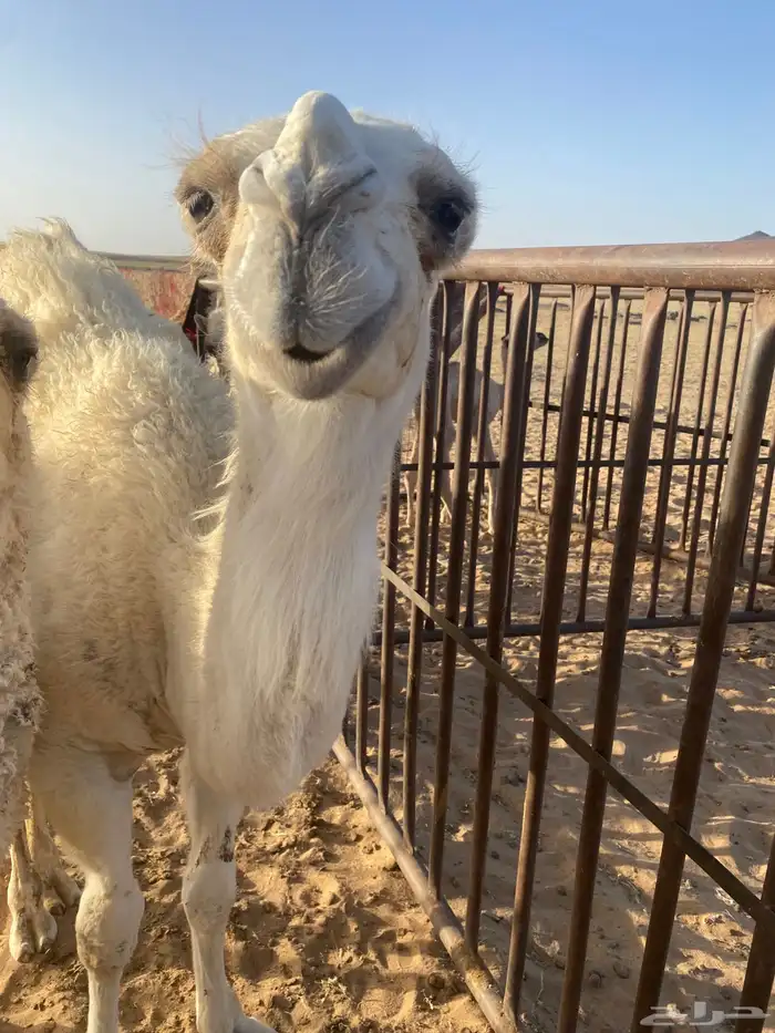بكرة بنت الحاكم 1