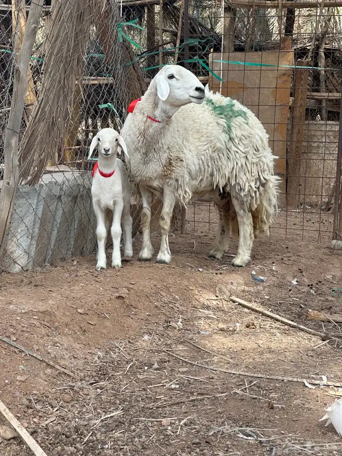 حبص صنف الصنف فاخر من الاخر 0