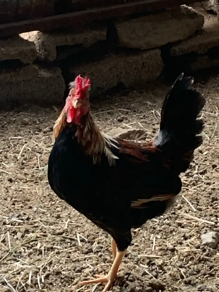 دجاج عربي افرق مقبع ( تم البيع ) 0