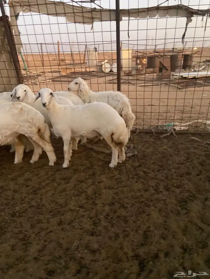 طليان ذبايح ضيوف وثلاجة مع ذبح وتوصيل. 3