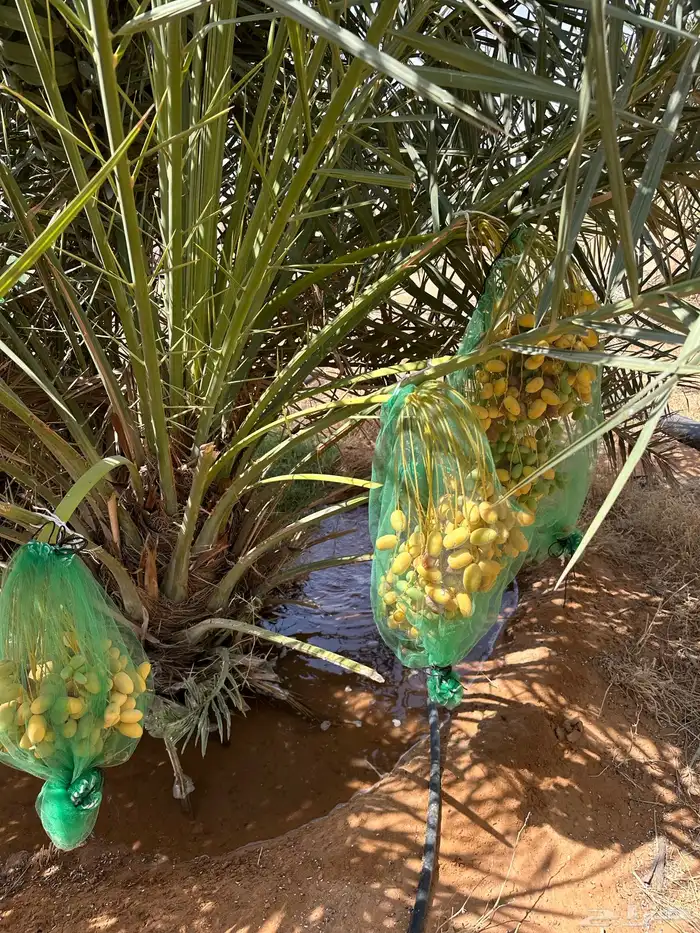 للبيع نخل مثمر 12