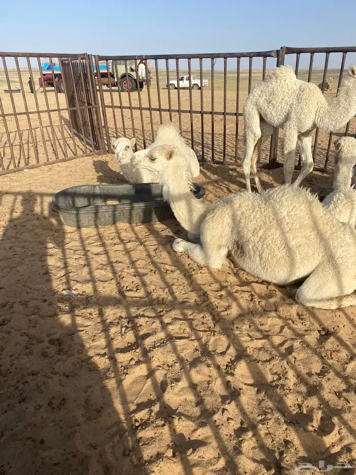 بكرة بنت الحاكم 0