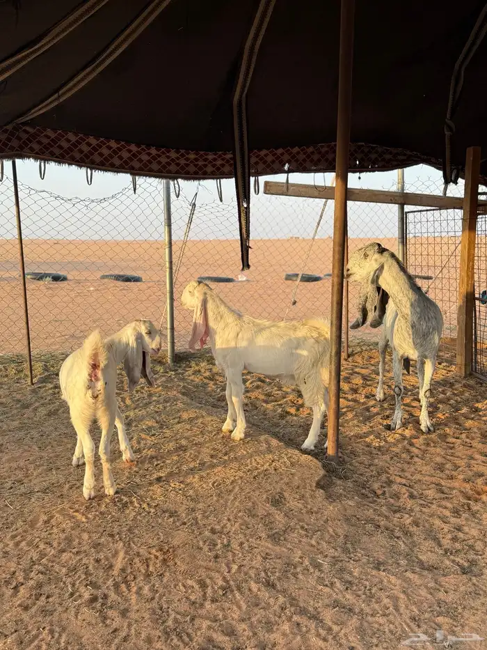 عنز مطوره متبع 2 ودافع 4
