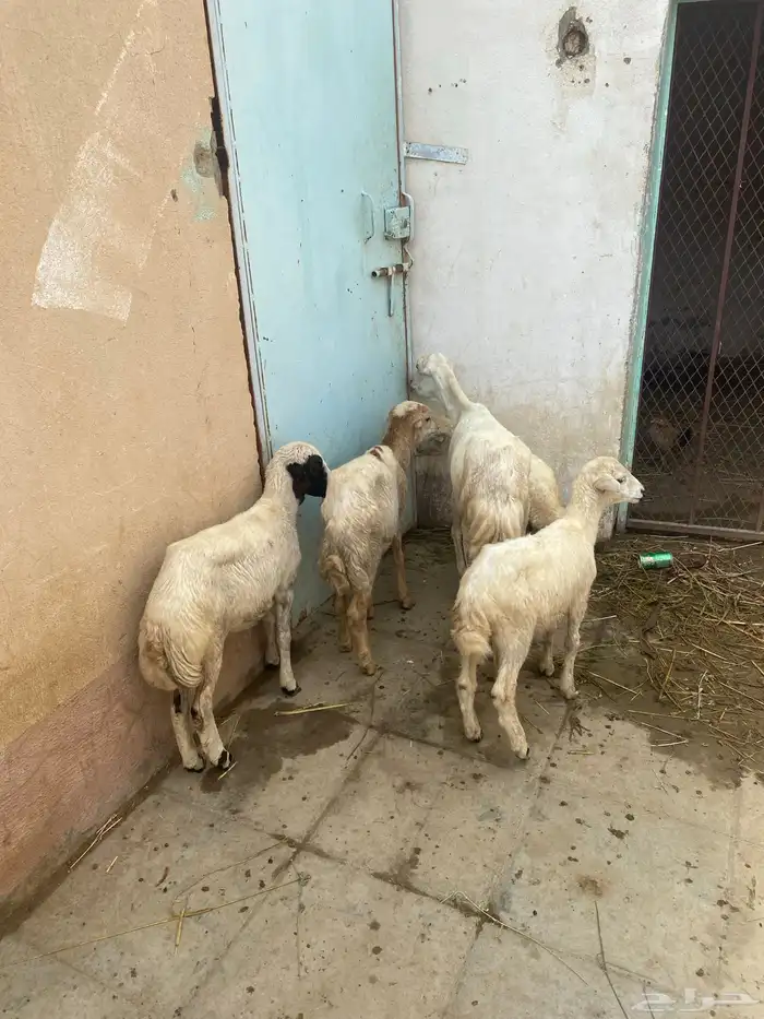 للبيع نعجه منتوج وقروب وثنتين رخيل وكبش 1