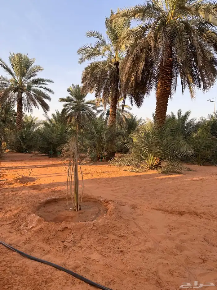 تمور   اخلاص رطب   تمر 3