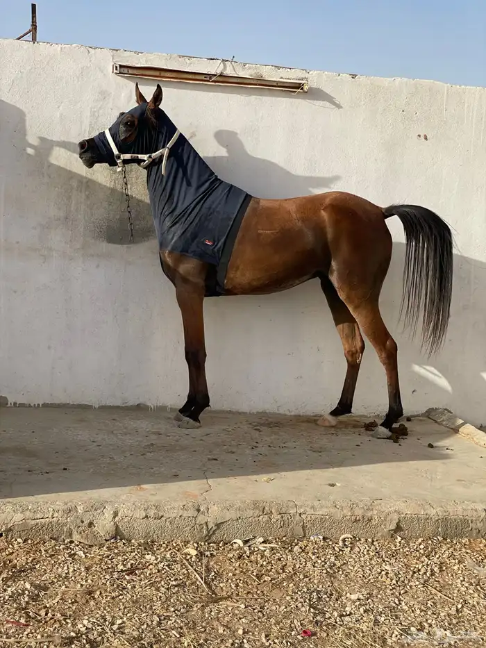 ايوا خيل وتدريب وعسف 6