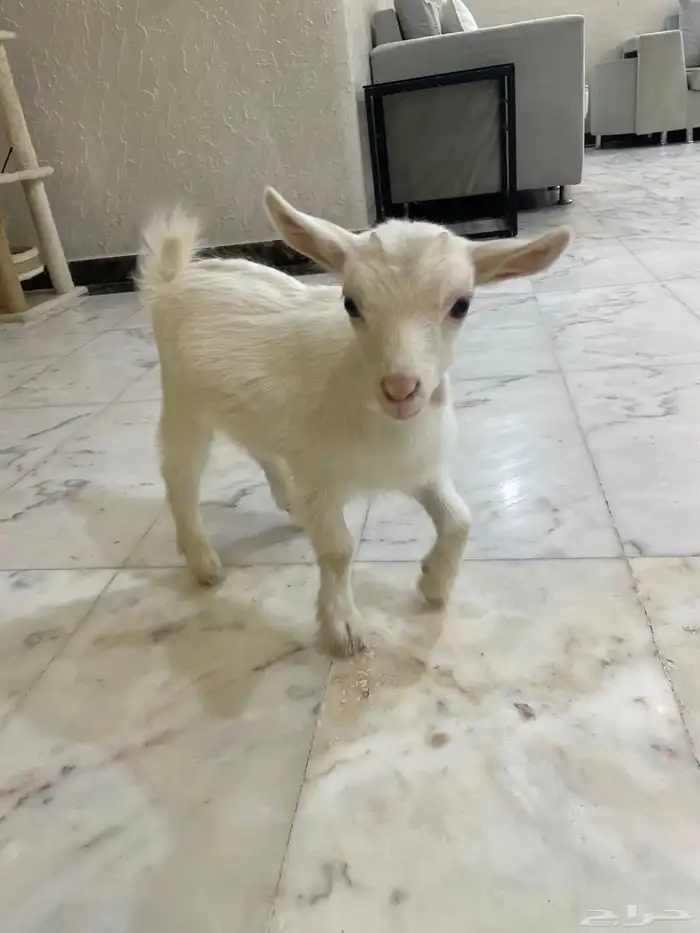 الماعز القزم 0