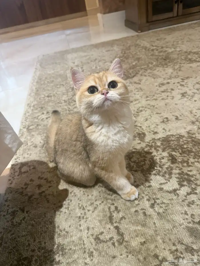 قطه بريتش بيور 0