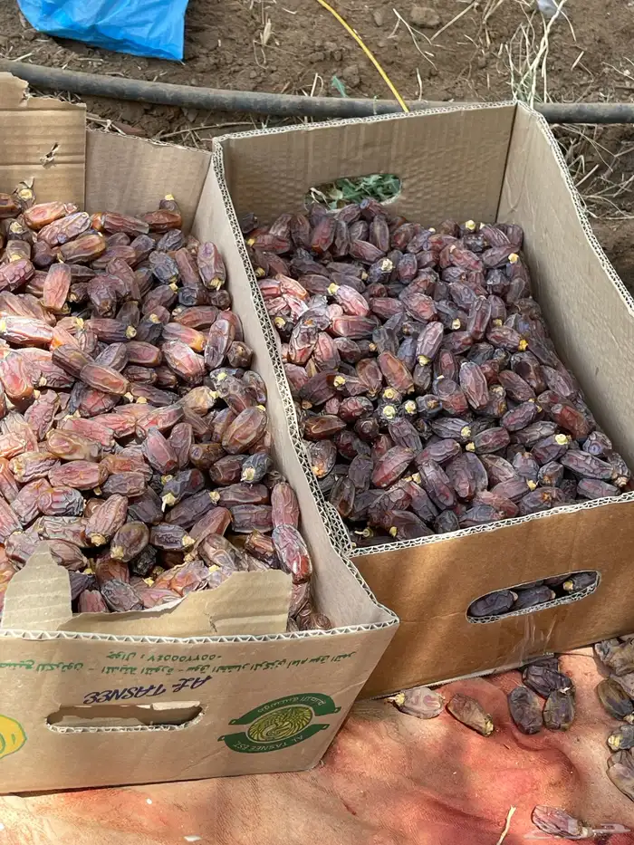 يوجد لنا تمر برني فاحر مبروم رقم 1. او 2 او 3. حلوه 0