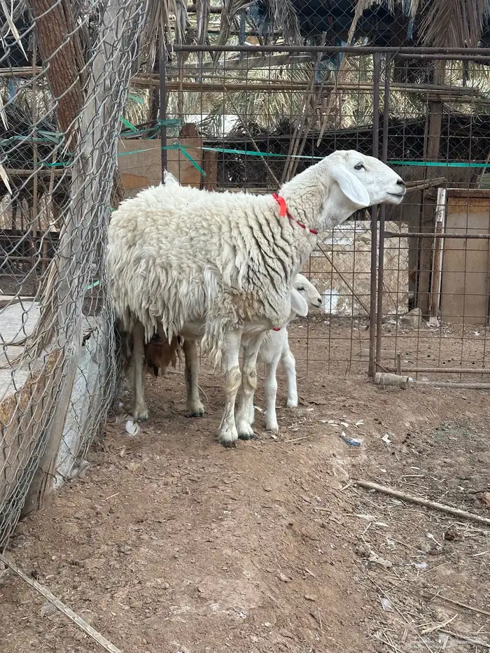 حبص صنف الصنف فاخر من الاخر 9