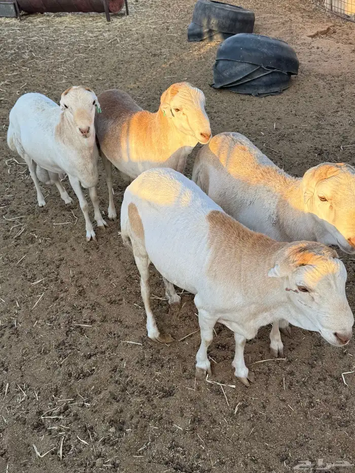 للبيع ذبائح 3