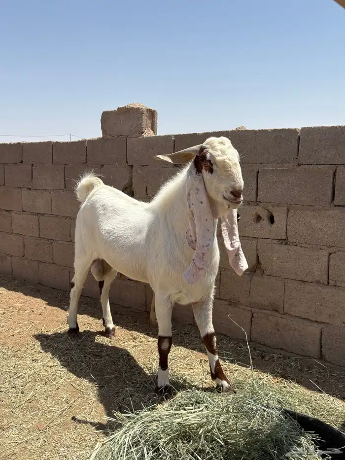 تيوس 5