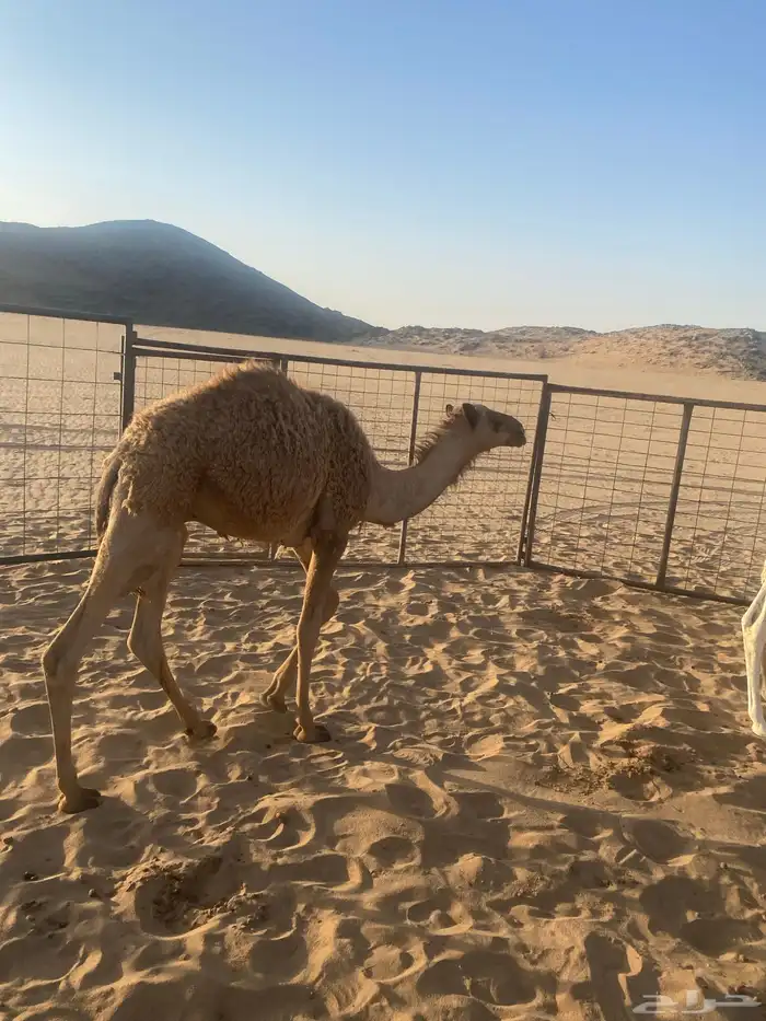قعدان قصب طيبه على حليب أمهاتها 3