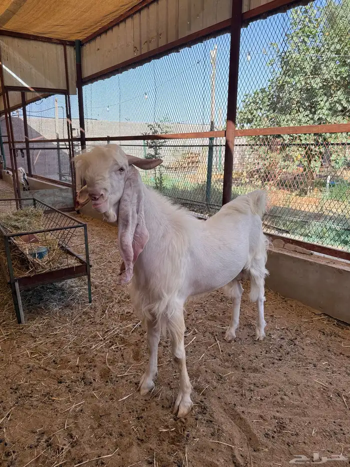 للبيع تيس فحل أبرص مطور صنف 4