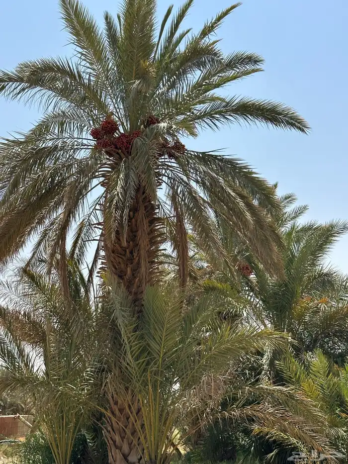 للبيع نخل مثمر 7