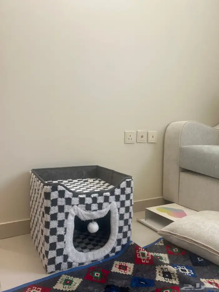 قط هيمالايا شيرازي عمره شهرين واسبوع معاه بيته والليتر بوكس 3