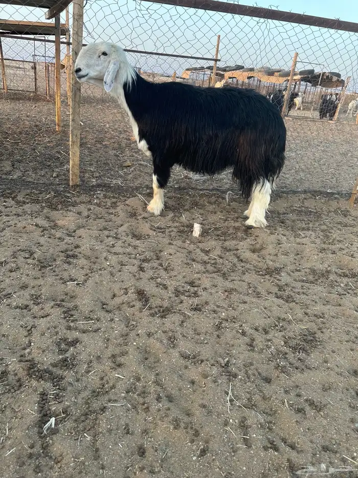 فحل نجدي مشروط 3