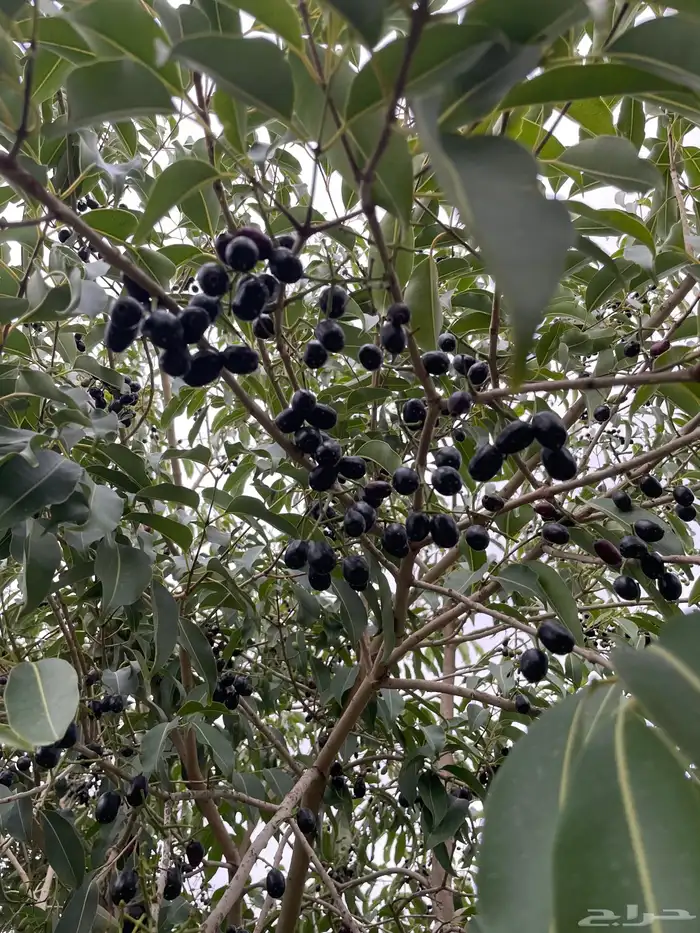 بني مالك الطايف 2