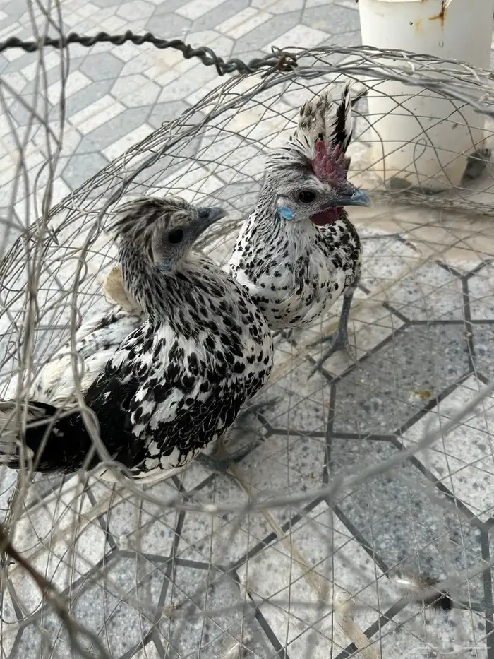 دجاج عربي فضيات 2