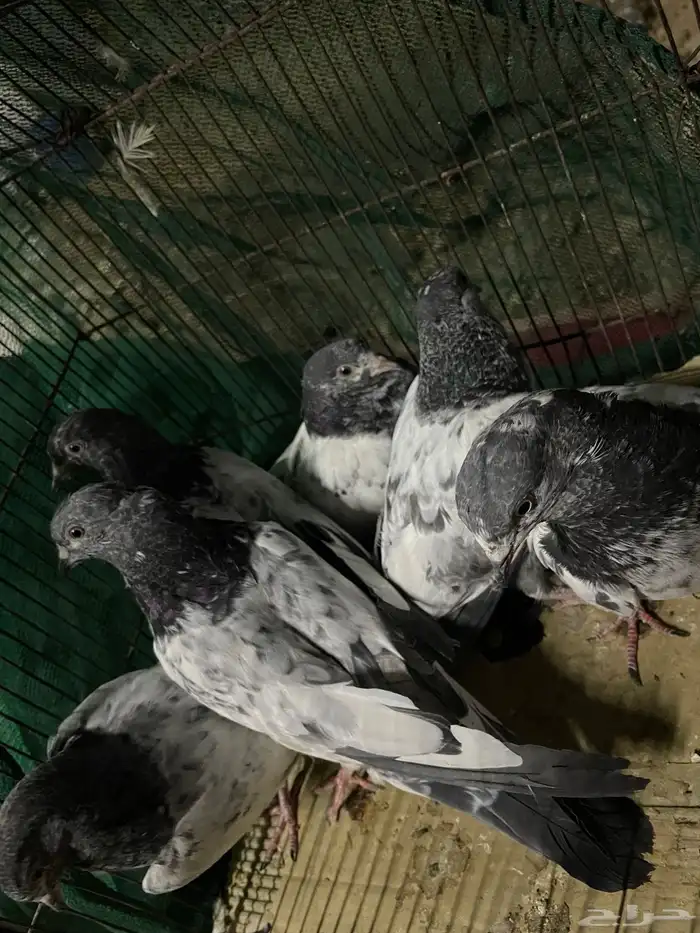 طبات حمام بكستاني طبات قطايف طبات حمام بكستنائي طبه تركي 1