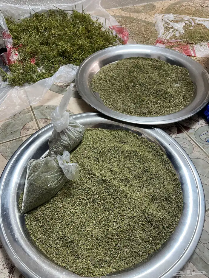 سنوت الديرة بلدي 0